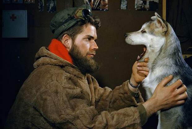 Мужчина осматривает пасть 10-месячного щенка аляскинского маламута в районе Южного полюса, 1957 national geographic, неопубликованное, фото