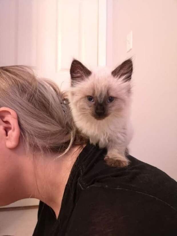 Котенок с голубыми глазами Котенок на шее