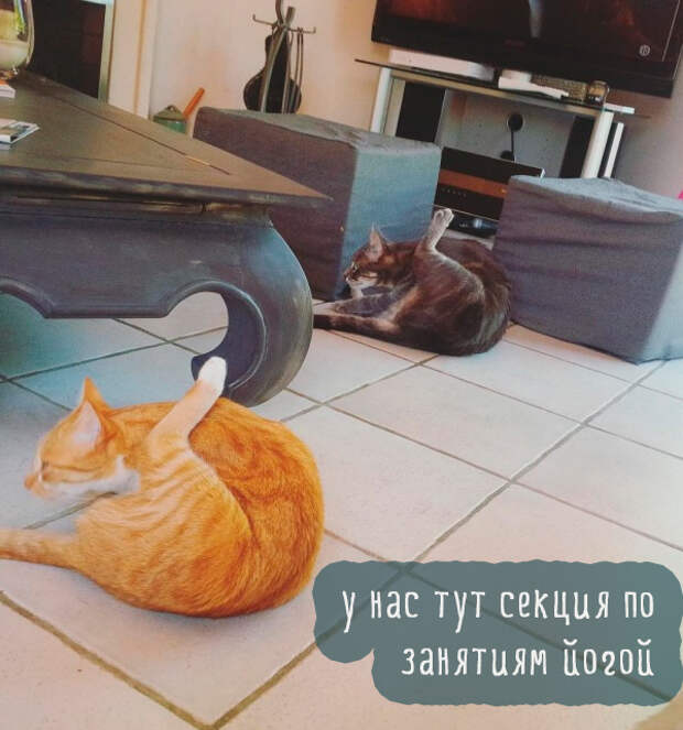 два кота подняли ногу два кота подняли ногу