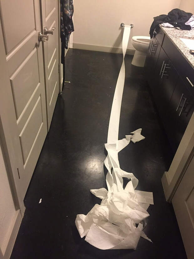 dog-cleans-pee-toilet-paper-Pablo-5