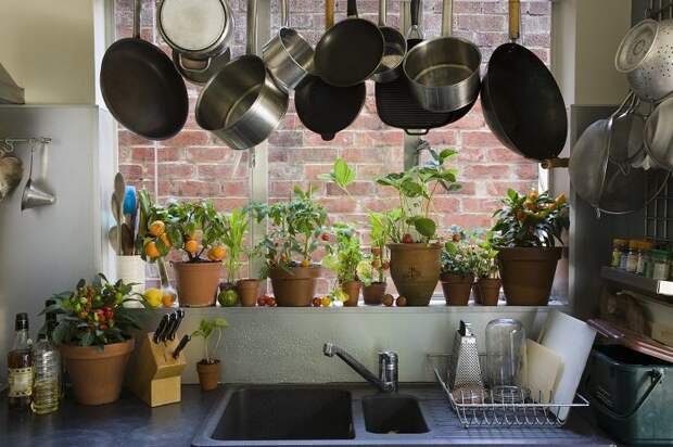 Какие комнатные растения стоит поселить в доме, если хочется заполучить прекрасный аромат