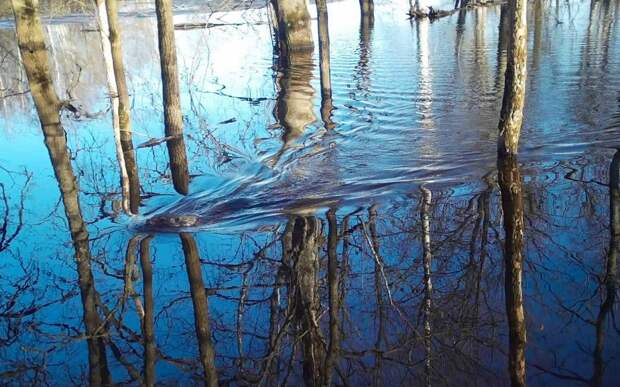 В Окском заповеднике сфотографировали жизнерадостных бобров и голодных волков