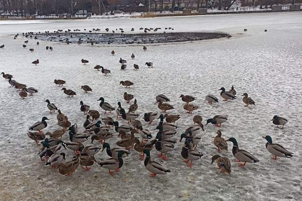 Биолог Полынова рассказала, почему не нужно кормить парковых уток хлебом