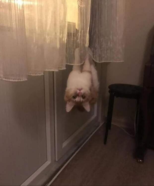 Фотография: Притяженья больше нет: 30 котиков, которые плевать хотели на законы физики №2 - BigPicture.ru