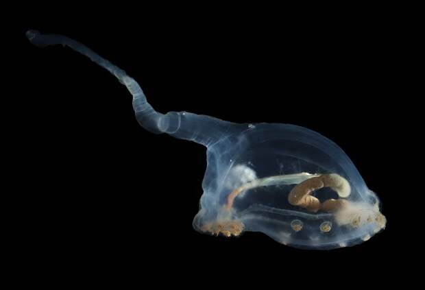 Удивительное существо: обитатель Тихого океана, живущий 15 тысяч лет