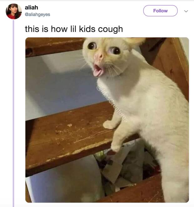 Кашляющий кот