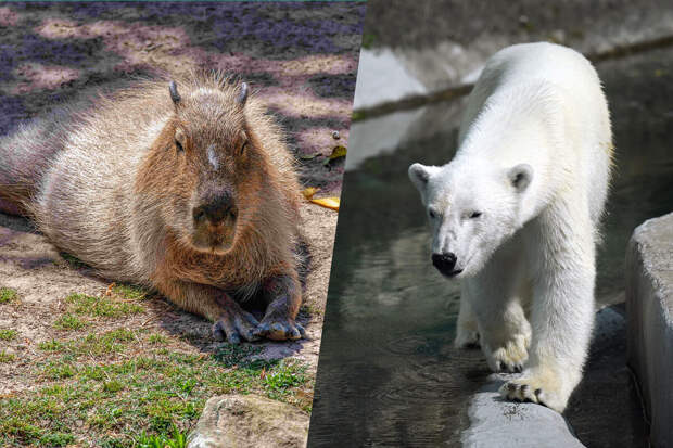 В Московском зоопарке назвали шуткой предложение Японии по обмену животными