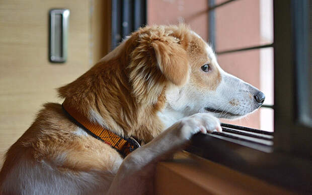 Исследования показывают, что в эмоциональном плане для собаки одинаково значимы все члены стаи. Фото Amit Karkare/Pixabay 