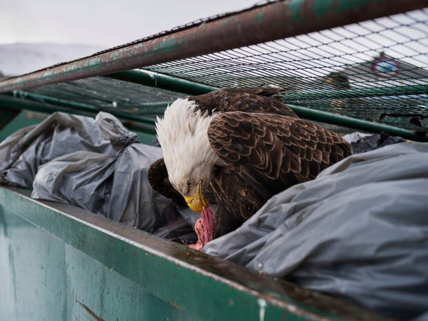 Орел хозяйничает в мусорном контейнере на Аляске