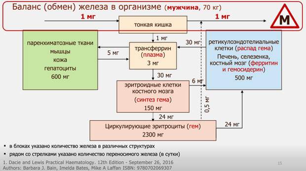 баланс железа в организме