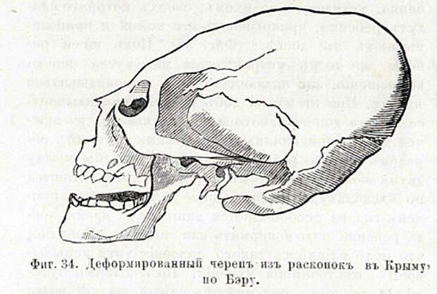 Вытянутые черепа