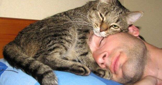 Кошка спит на человеке, у головы: примета
