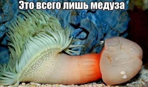 Картинки с надписями Картинки с надписями мем, прикол, юмор