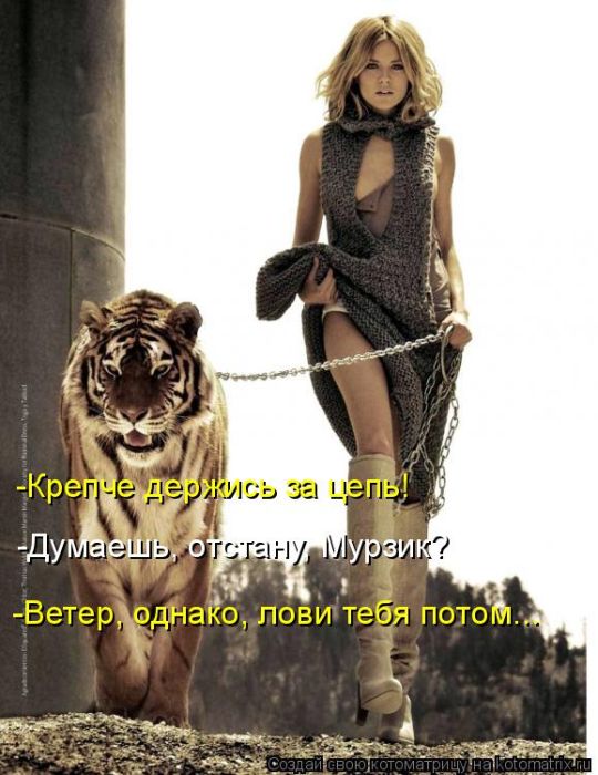 Лучшие котоматрицы недели (50 фото)