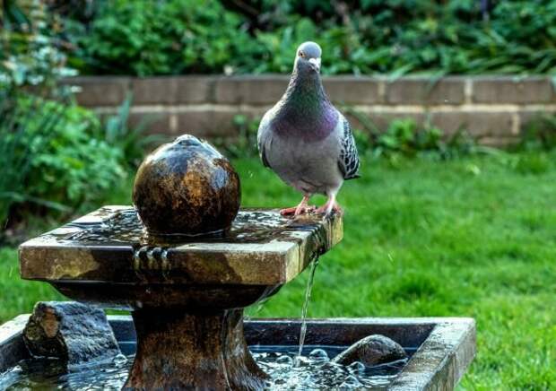 Как защитить участок от голубей? 10 способов прогнать птиц с огорода  📷 