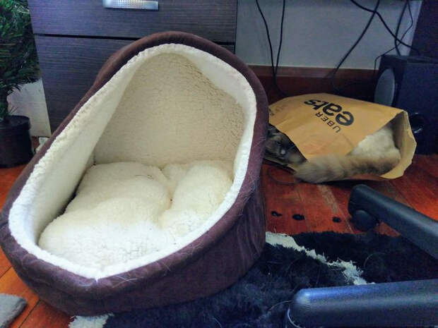 Удобные кошачьи лежаки и кошачья логика
