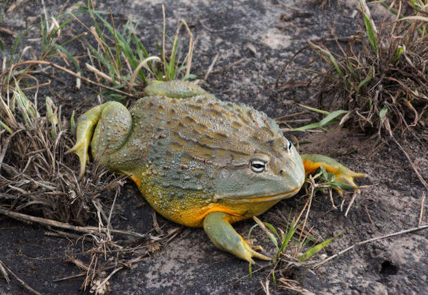 bull frog