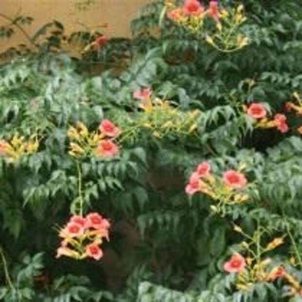 Кампсис укореняющийся, или Текома (Campsis radicans)