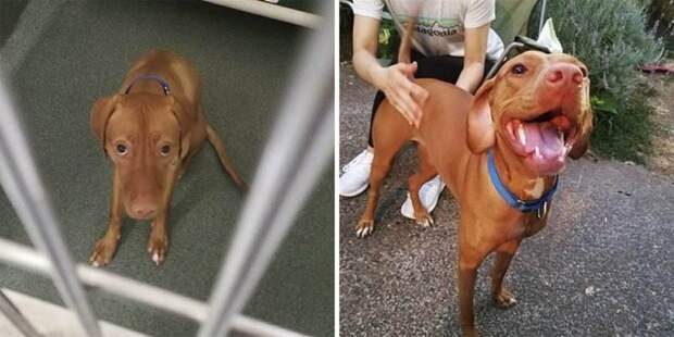 Собаки из приюта: снимки до и после обретения семьи (35 фото)