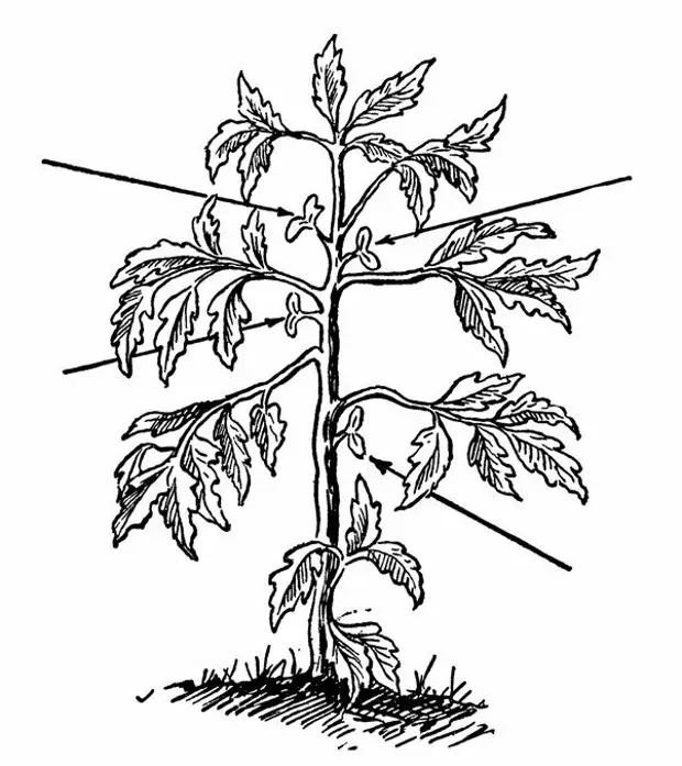 Какие листья удалять у помидор в теплице. Пасынкование помидор. Куст томата пасынкование. Схема пасынкования томатов. Пасынкование кустовых томатов.