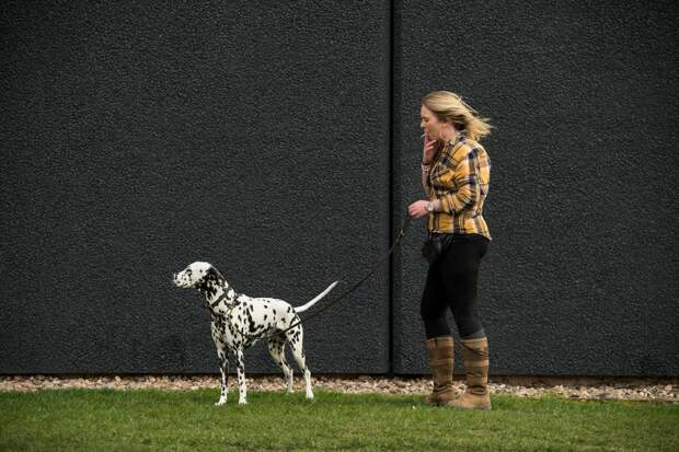 Выставка собак Crufts Dog Show 2019 проходит в Великобритании
