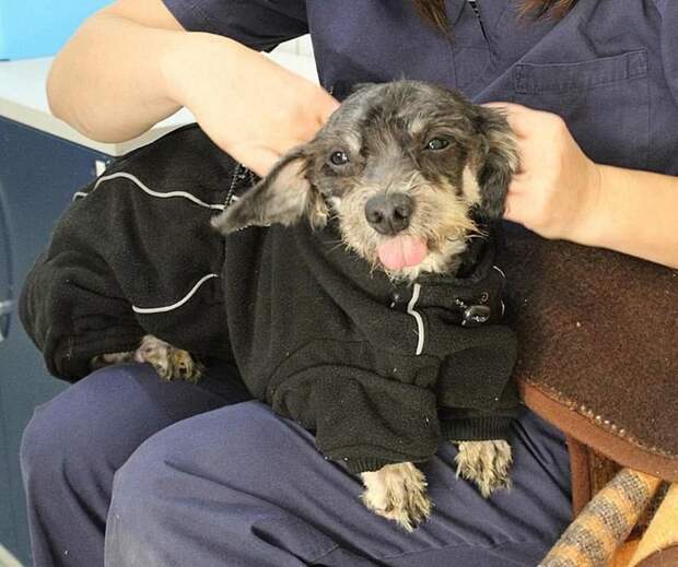 Спасённому псу дали кличку «Счастливчик» Польша, животные, зоозащитники, люди, собака, спасение, хозяин