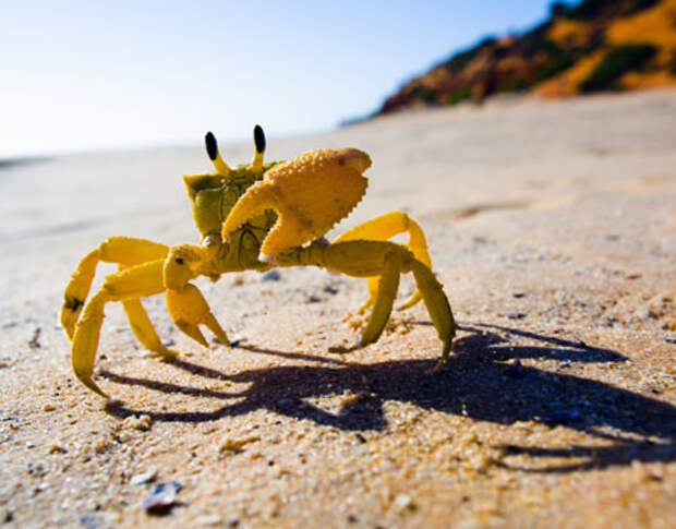 Cangrejo de mar