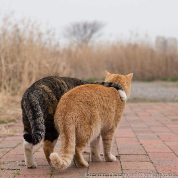 Японские уличные котики на снимках Масаюки Оки