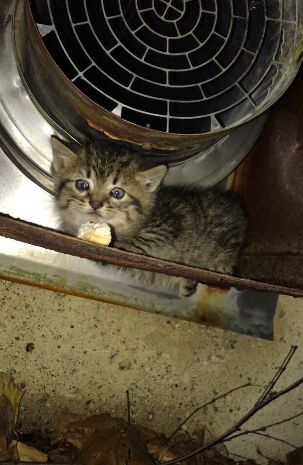 Без кота и жизнь не та