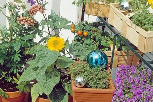 Выращиваем овощи прямо на балконе!