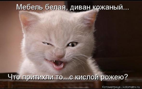 Котоматрицы(картинки с надписями)