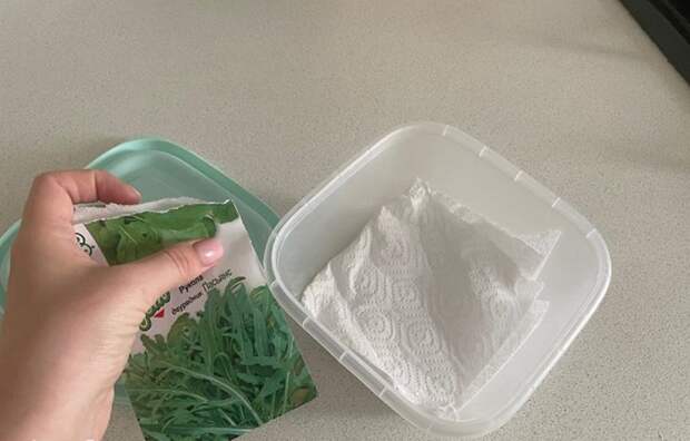 Микрозелень получится вырастить в пластиковом контейнере. / Изображение: дзен-канал technotion