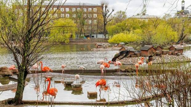 Программа к Международному дню птиц пройдет в Московском зоопарке и столичных музеях