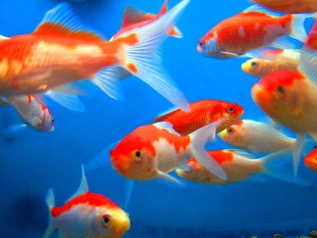 Goldfish
