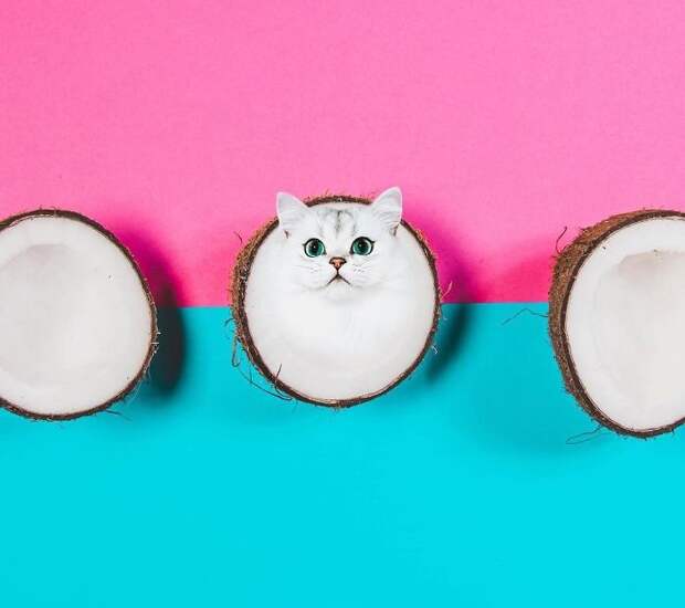 На белом фоне экзотического ореха кота выдают только глаза.