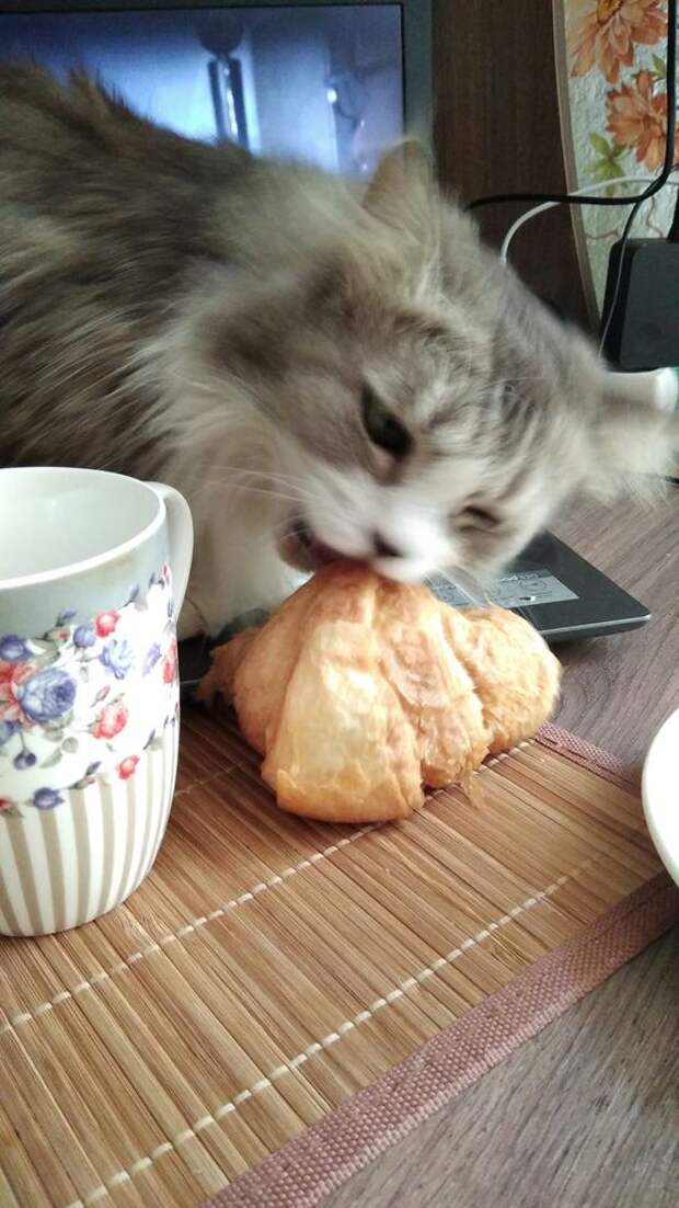 Когда можно пренебречь стрессом у кошки?