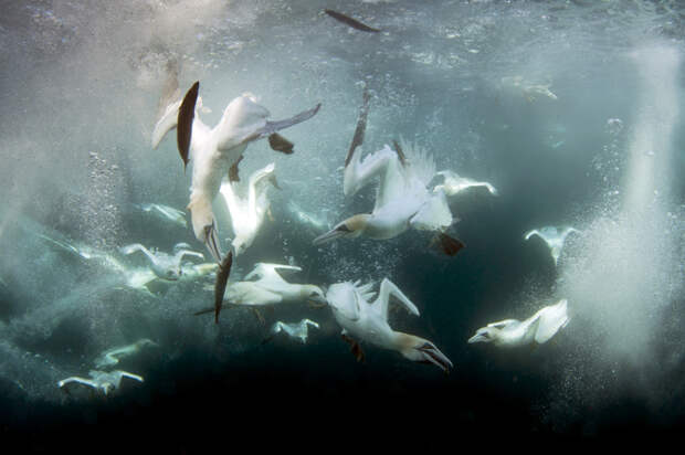 gannets13 Как олуши ловят рыбу у берегов Шетландских островов