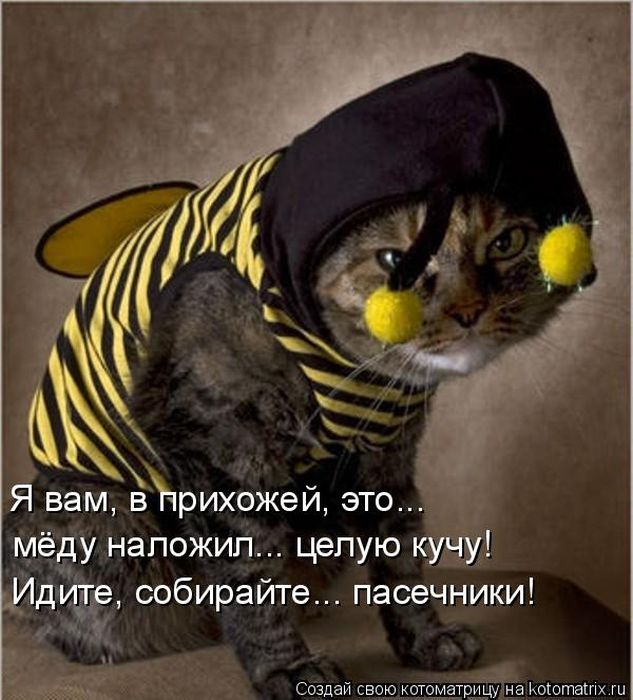 Лучшие котоматрицы недели (50 фото)
