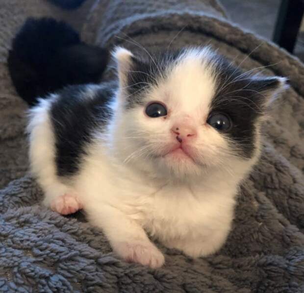 маленький котенок