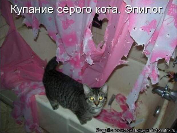 Котоматрицы (картинки с надписями)