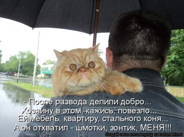 Лучшие котоматрицы недели (50 фото)