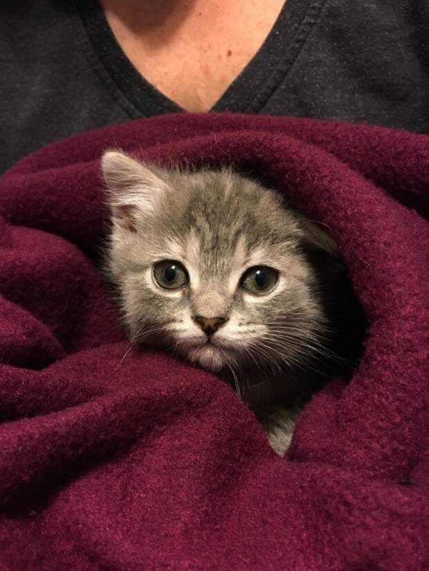 Без кота и жизнь не та