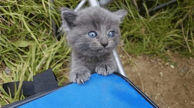 Бездомный котенок решил, что рыбачивший рядом мужчина его хозяин. Обладателю такой мордашки сложно отказать