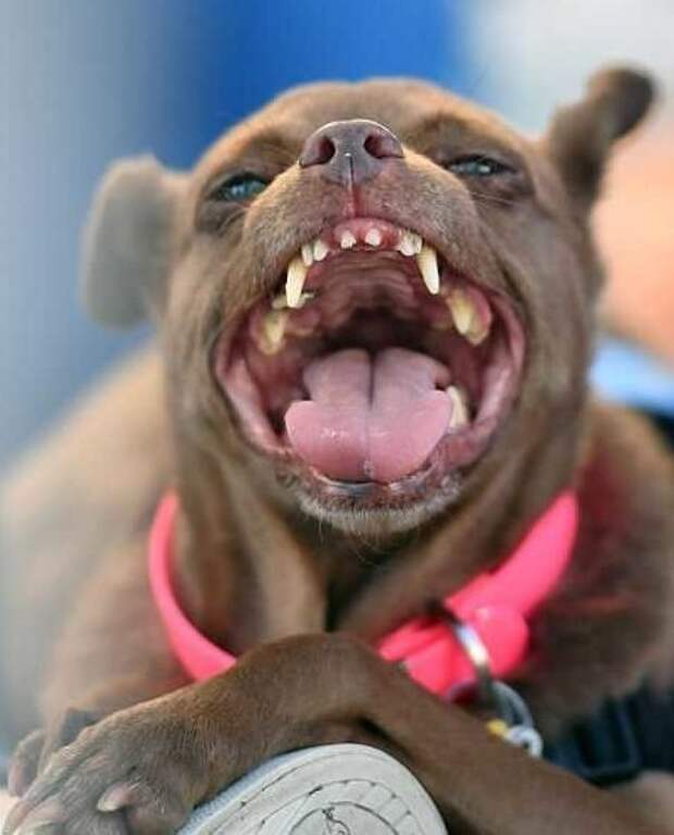 Английский бульдог Заза стал самой уродливой собакой в мире английский бульдог, животные, калифорния, конкурс, самый уродливый, собака, собаки и хозяева