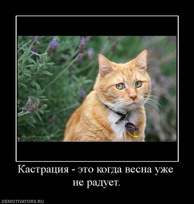 6.  весна, демотиваторы, юмор