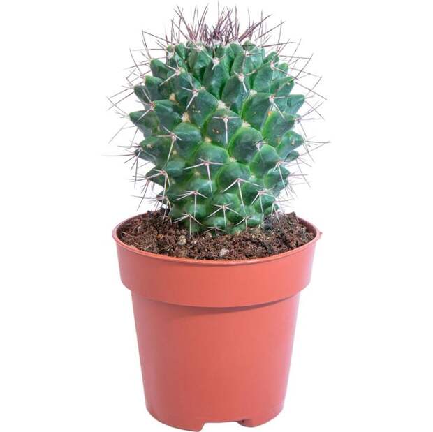 Растение Кактус микс 15 см в ассортименте купить по цене 349.0 руб. в ОБИ