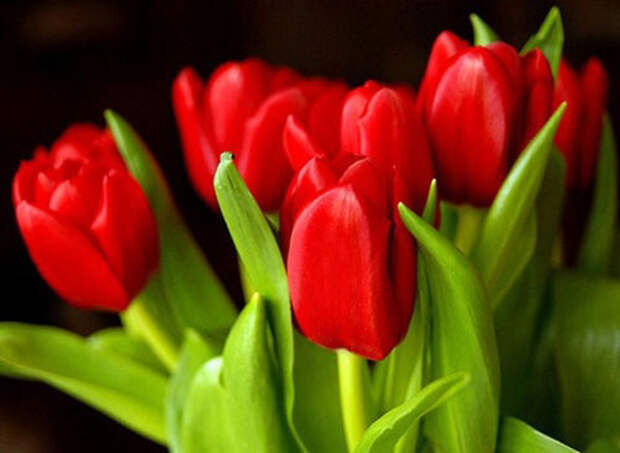 Выгонка тюльпанов к 8 Марта: посадка и выбор сортов Деревенская жизнь