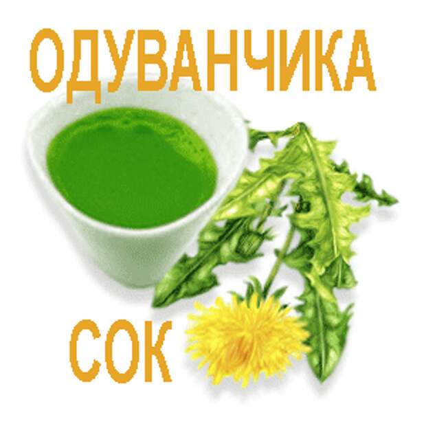ЧЕМ ПОЛЕЗЕН ОДУВАНЧИК И КАК ЕГО ЗАГОТОВИТЬ.