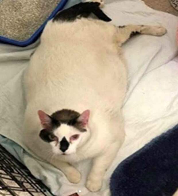 Хозяева предали 18-килограммового Барсика, но толстяк не унывал  история, история спасения, коты, кошки, приют, толстый кот