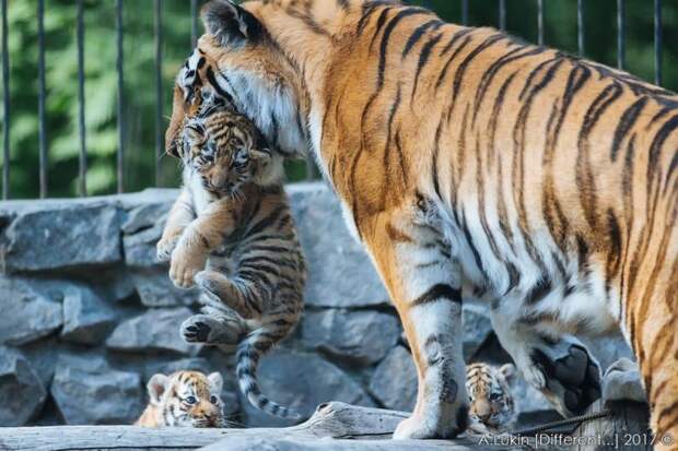 Новосибирский зоопарк объявил о рождении трех тигрят и показал фото малышей